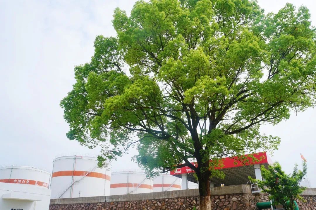 澳门内部中一码资料,澳门内部中一码资料，揭秘与警示